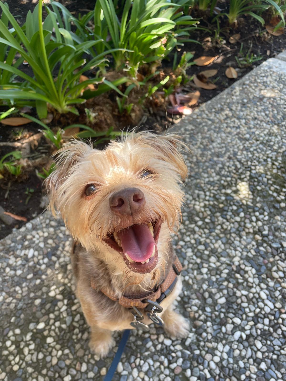 Hamilton, Adult Male Border Terrier