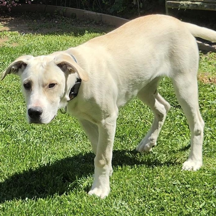 Enlarge Sadie, a ADOPTABLE mixed breed in San Francisco, CA image 3/5