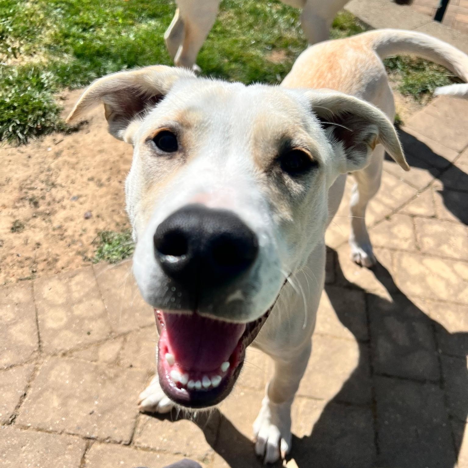 Sadie, ADOPTABLE, Puppy Female Labrador Retriever.