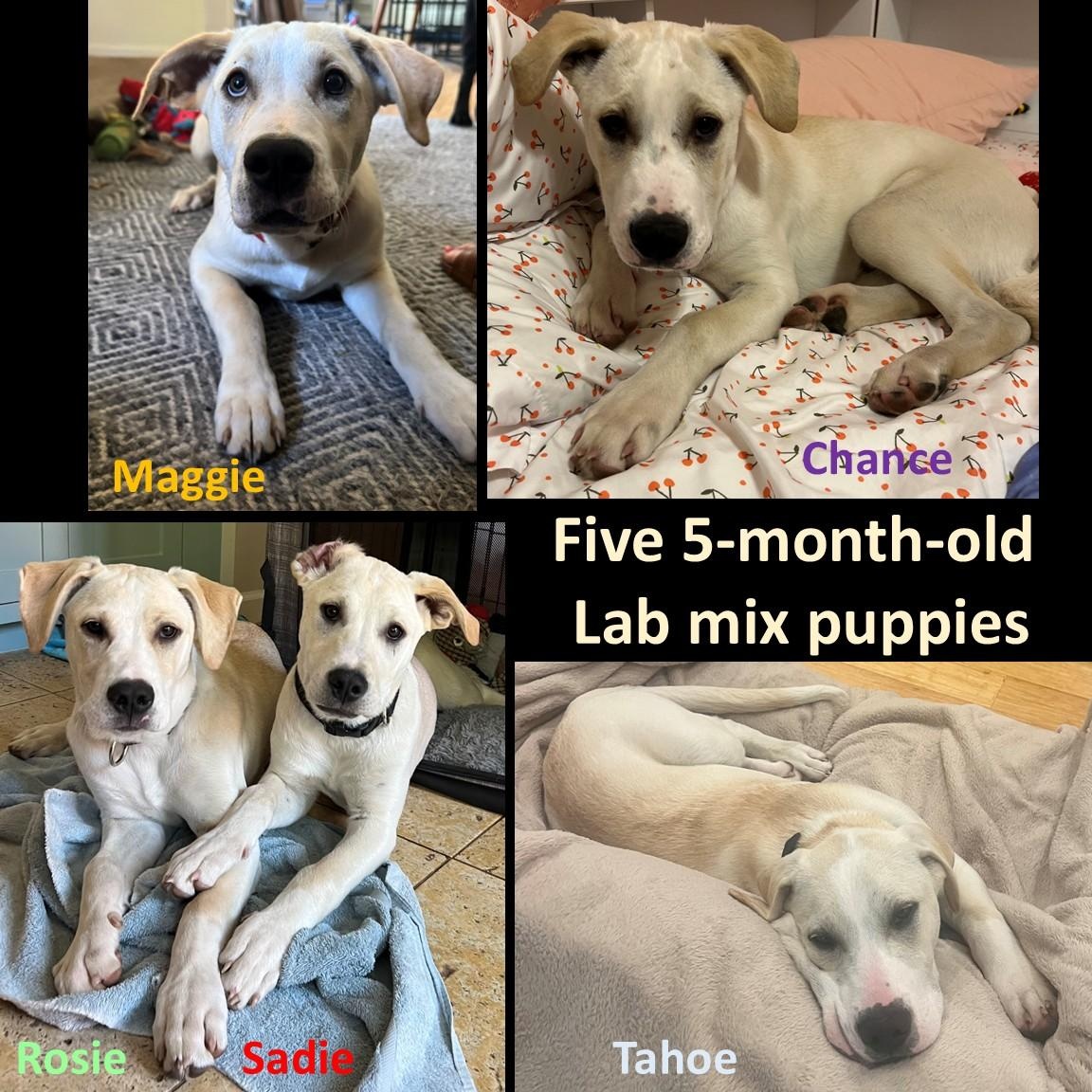 Enlarge Sadie, a ADOPTABLE mixed breed in San Francisco, CA image 2/5