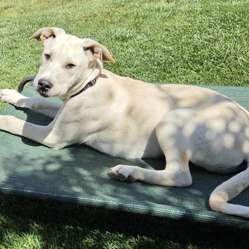 Enlarge Sadie, a ADOPTABLE mixed breed in San Francisco, CA image 2/5