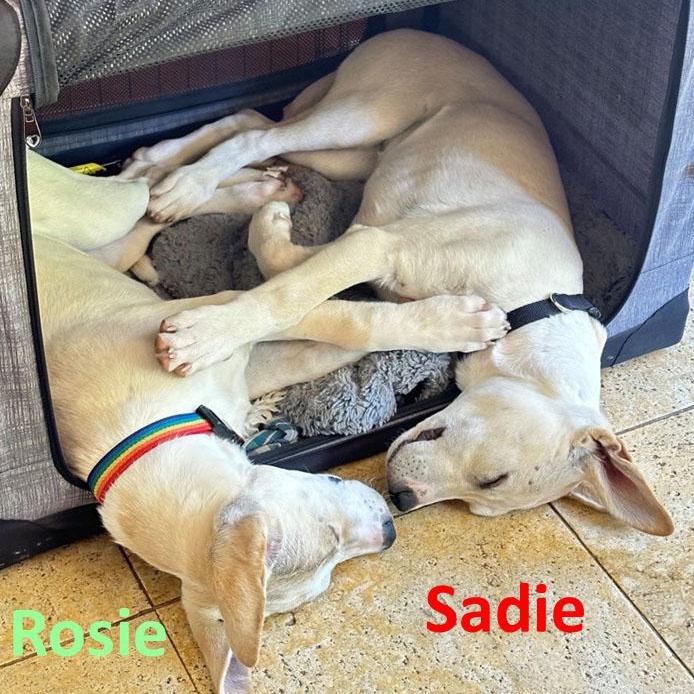 Sadie, ADOPTABLE, Puppy Female Labrador Retriever.