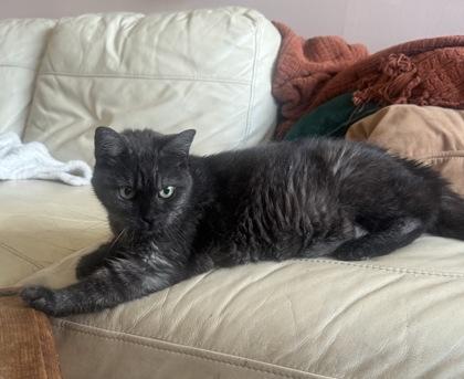 Coquine, Adoptable, Senior Female Domestic Short Hair & Domestic Short Hair.