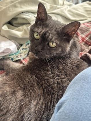 Enlarge Coquine, a Adoptable mixed breed in Montreal, QC image 2/3