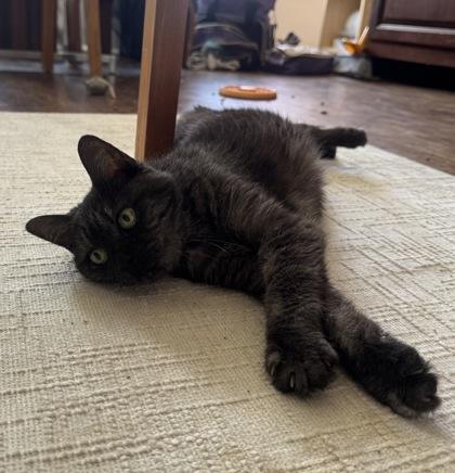 Enlarge Coquine, a Adoptable mixed breed in Montreal, QC image 3/3