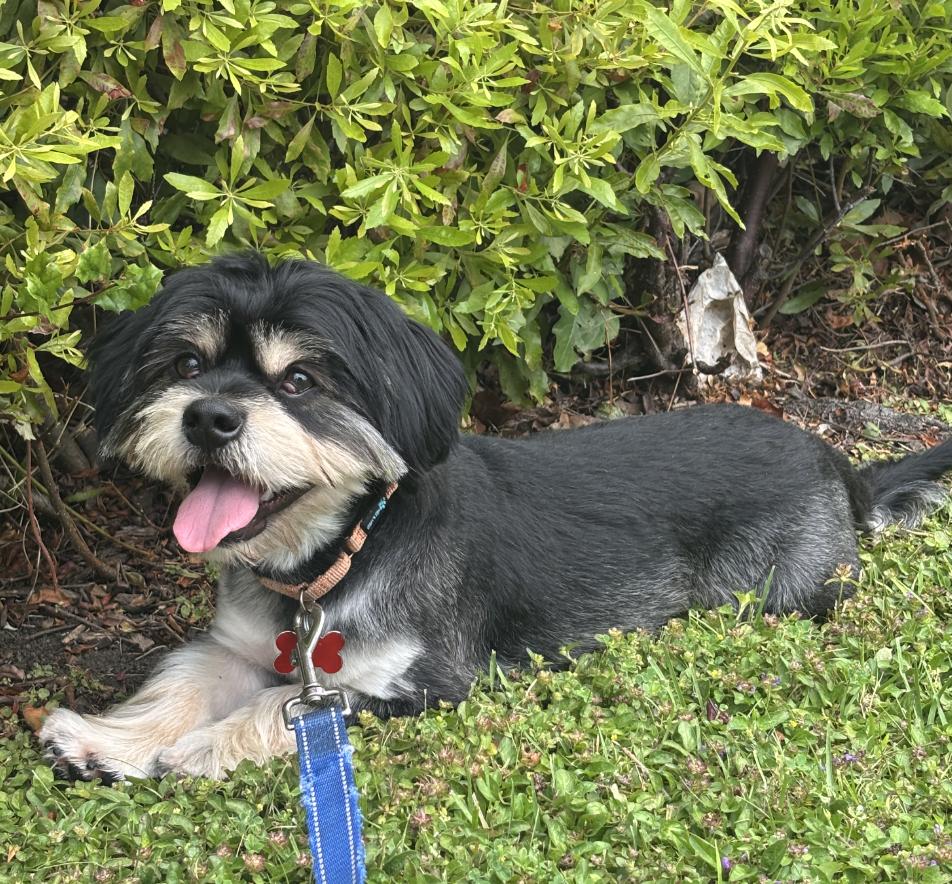 Mustache, Adopted, Young Male Havanese.
