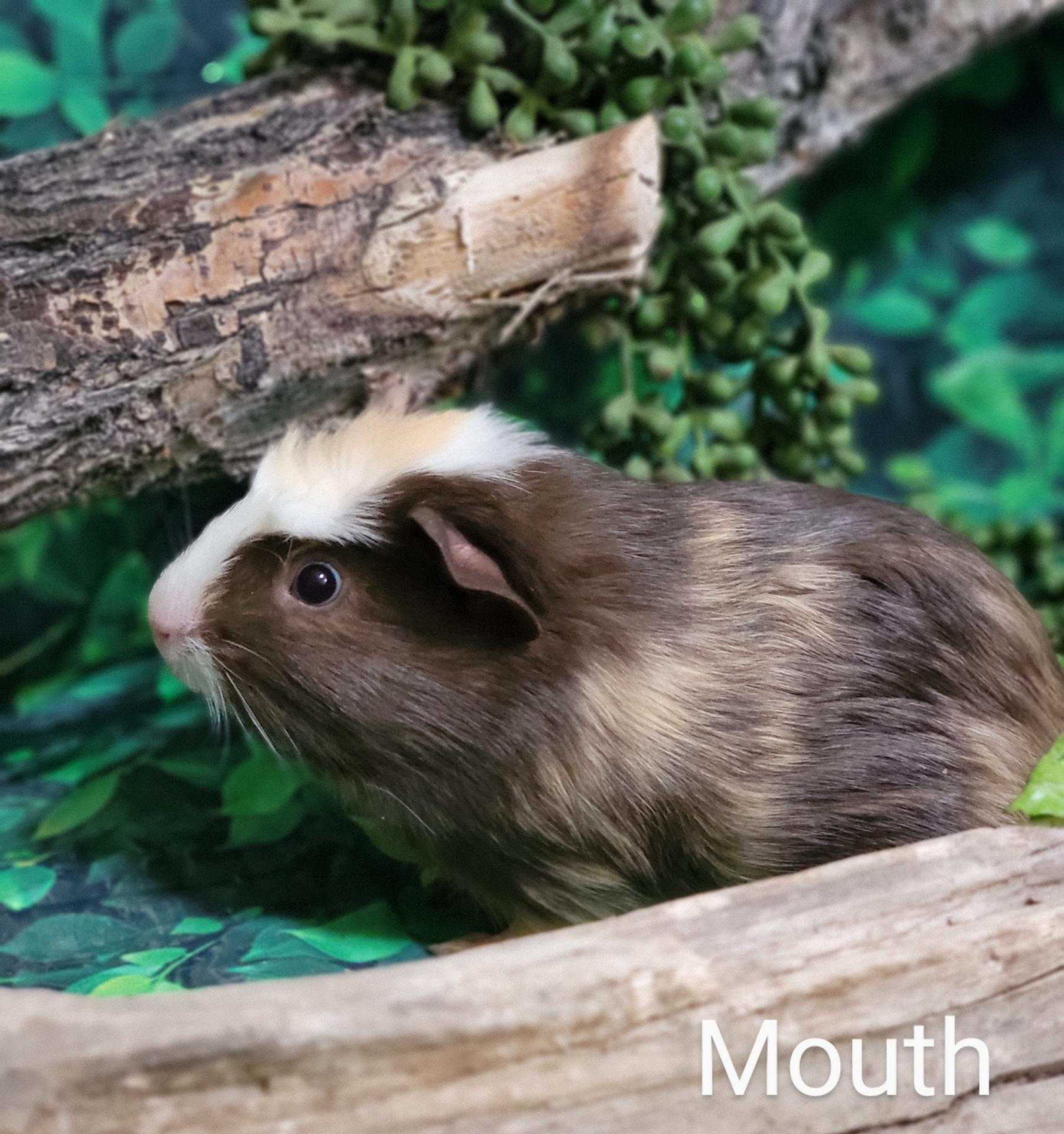 Mouth