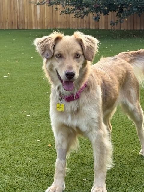 Enlarge Nala, a Adoptable mixed breed in Golden, CO image 2/5