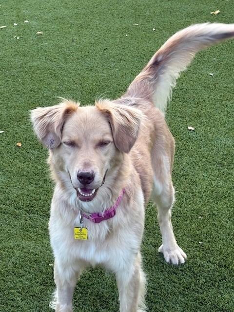 Nala, Adoptable, Adult Female Australian Shepherd & Golden Retriever.