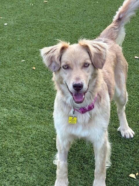 Enlarge Nala, a Adoptable mixed breed in Golden, CO image 3/5