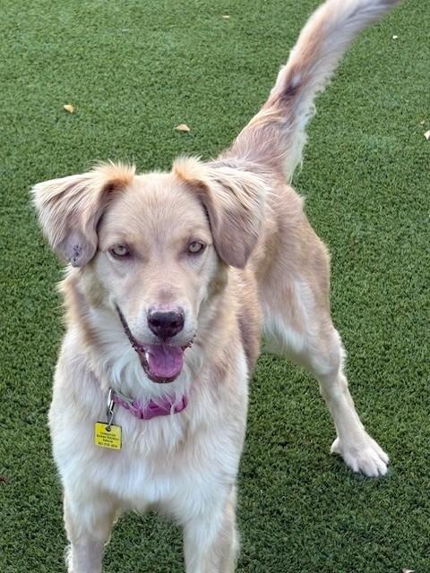 Enlarge Nala, a Adoptable mixed breed in Golden, CO image 4/5