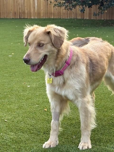 Enlarge Nala, a Adoptable mixed breed in Golden, CO image 5/5