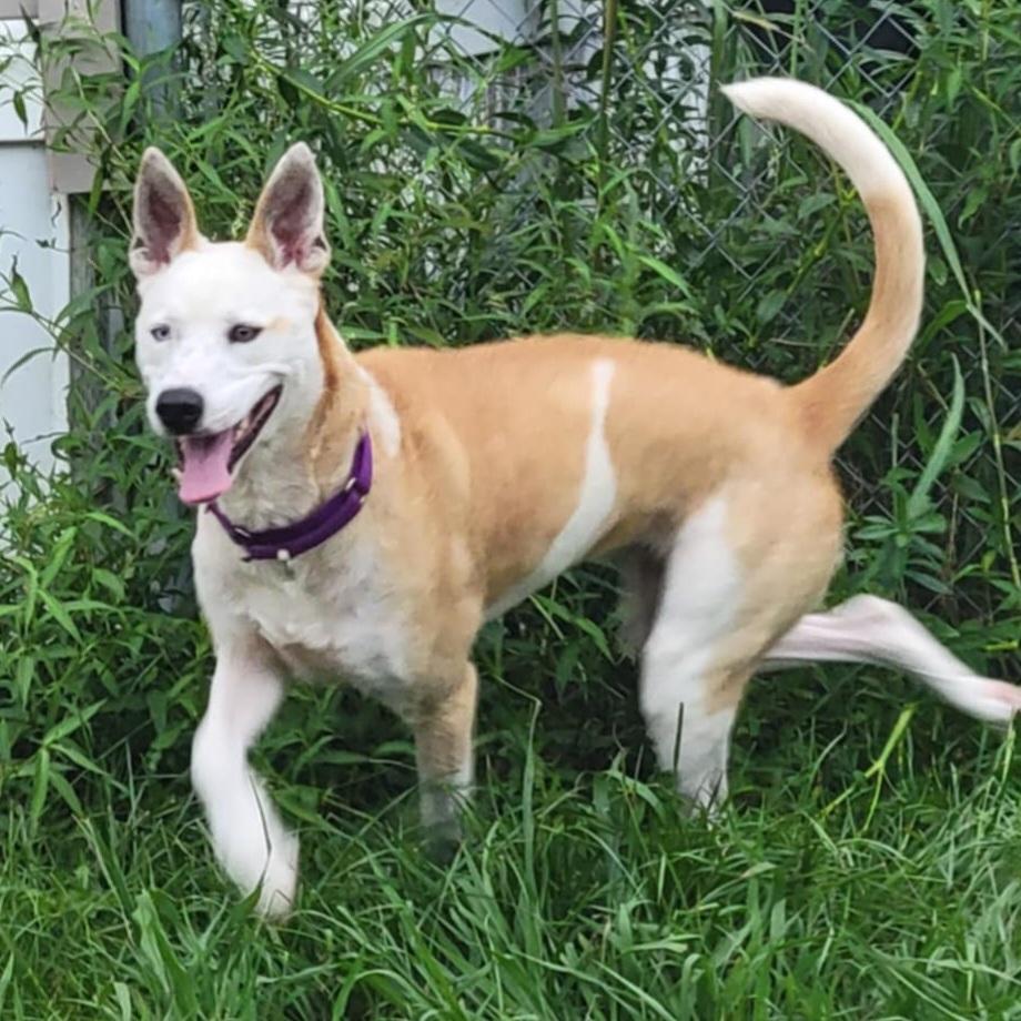 LUNA, Adopted, Adult Female Mixed Breed.