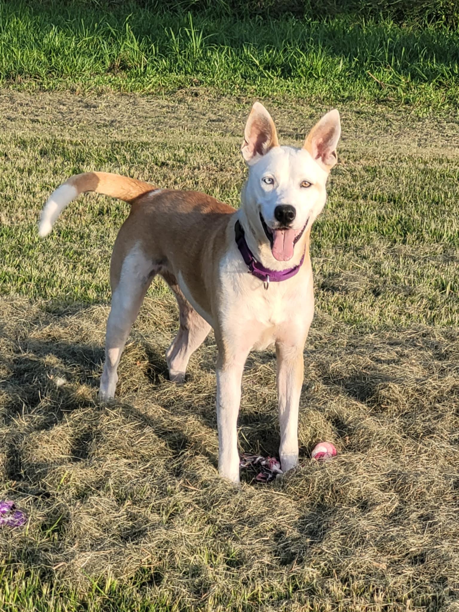 Enlarge LUNA, a Adopted Mixed Breed in Hockley, TX image 3/5