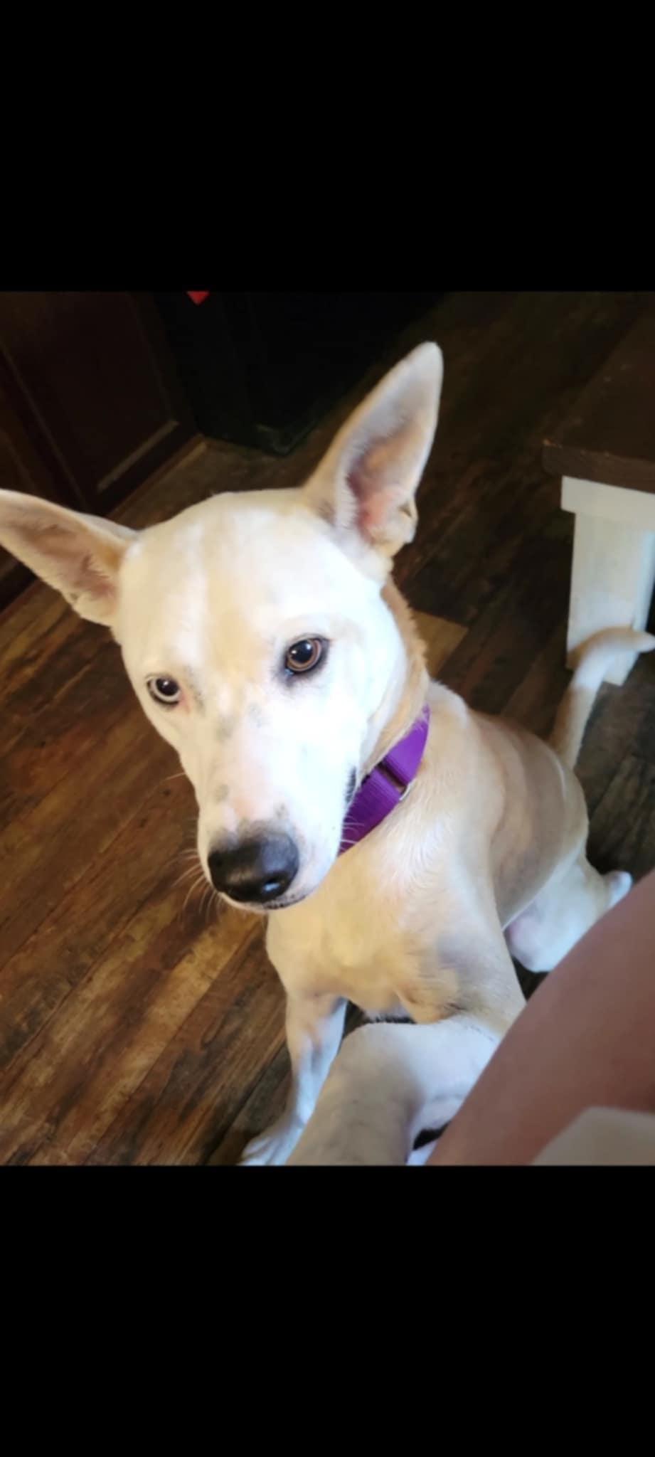 Enlarge LUNA, a Adopted Mixed Breed in Hockley, TX image 4/5