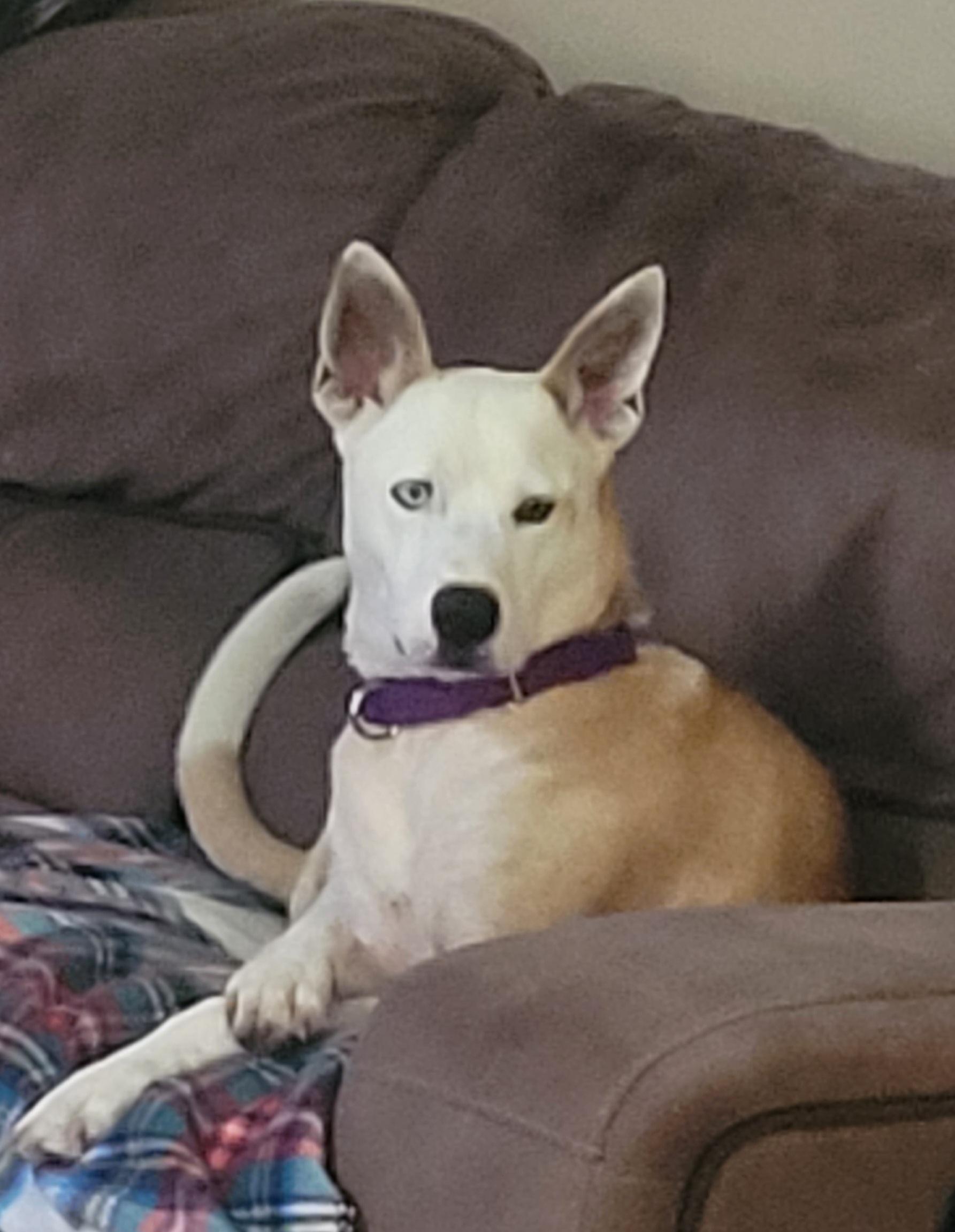 Enlarge LUNA, a Adopted Mixed Breed in Hockley, TX image 5/5