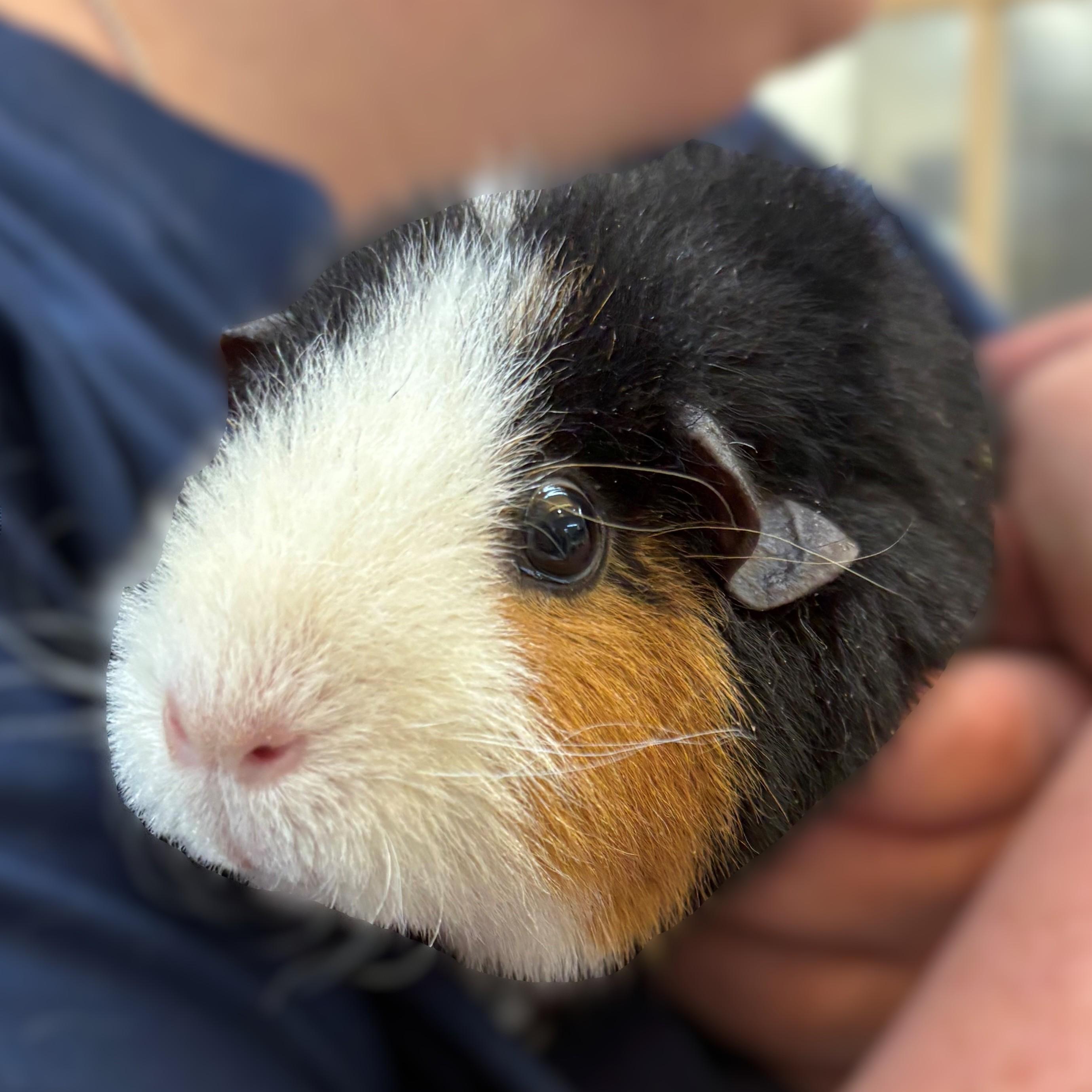 Cookie & Cream- 51565/51566, a ADOPTABLE Teddy in Columbia, MD image 2/4