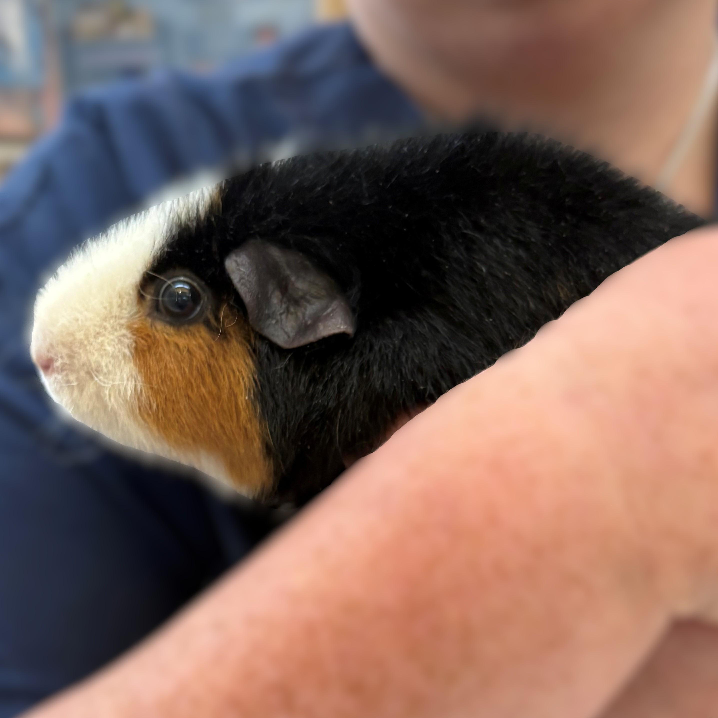 Cookie & Cream- 51565/51566, a ADOPTABLE Teddy in Columbia, MD image 3/4