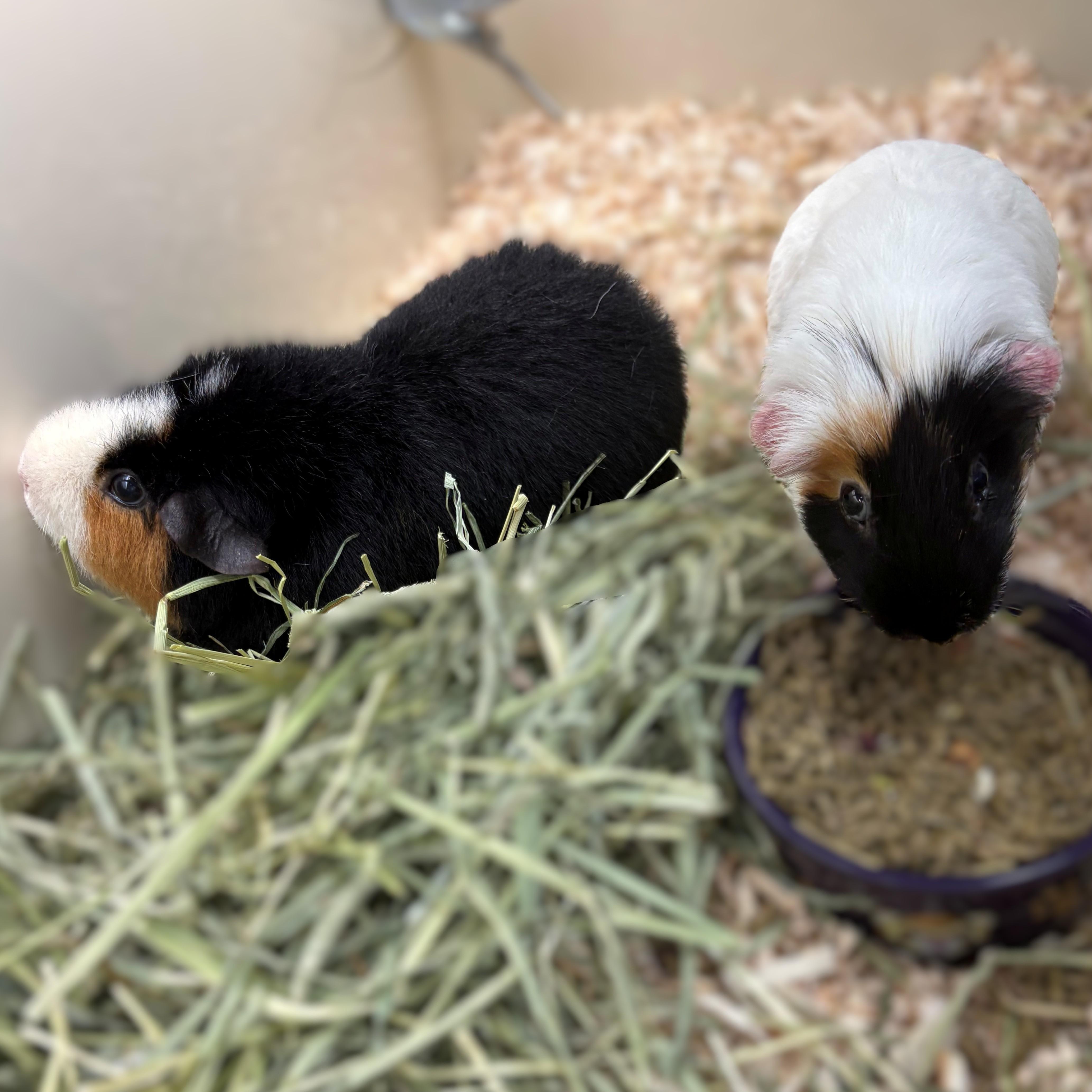 Cookie & Cream- 51565/51566, ADOPTABLE, Senior Female Teddy.