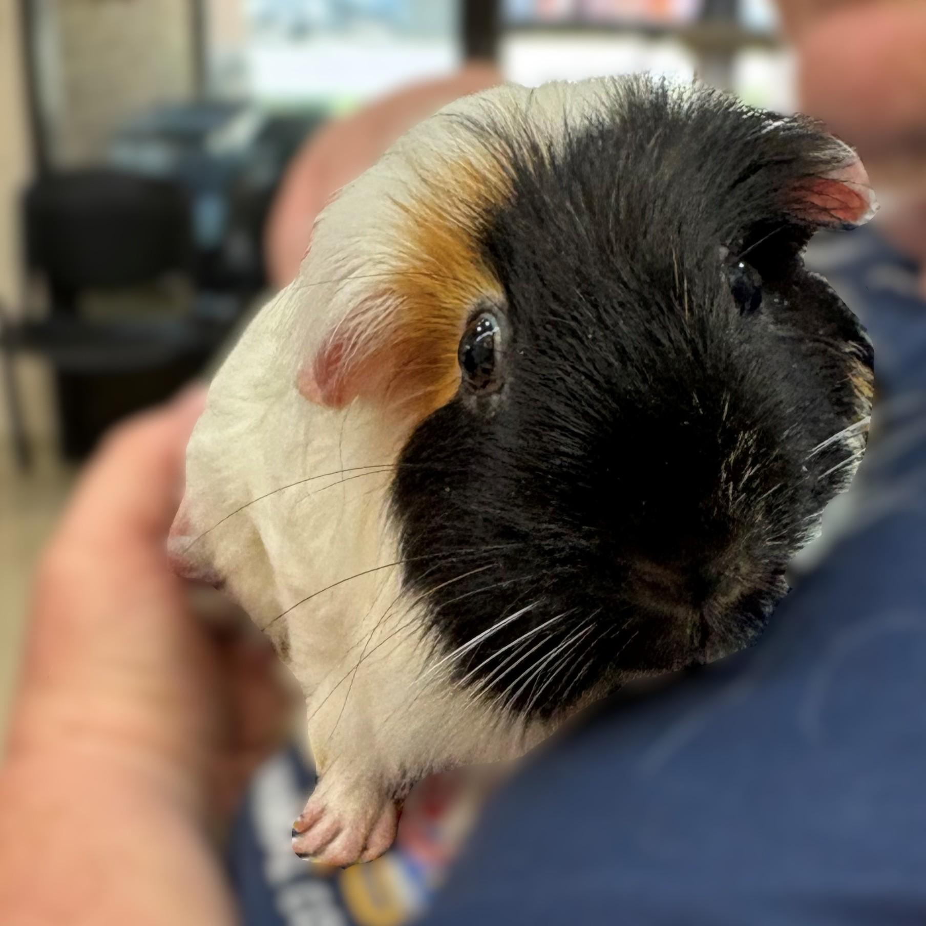 Cookie & Cream- 51565/51566, a ADOPTABLE Teddy in Columbia, MD image 4/4