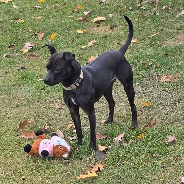 Princess, Adoptable, Adult Female Chihuahua & Mixed Breed.
