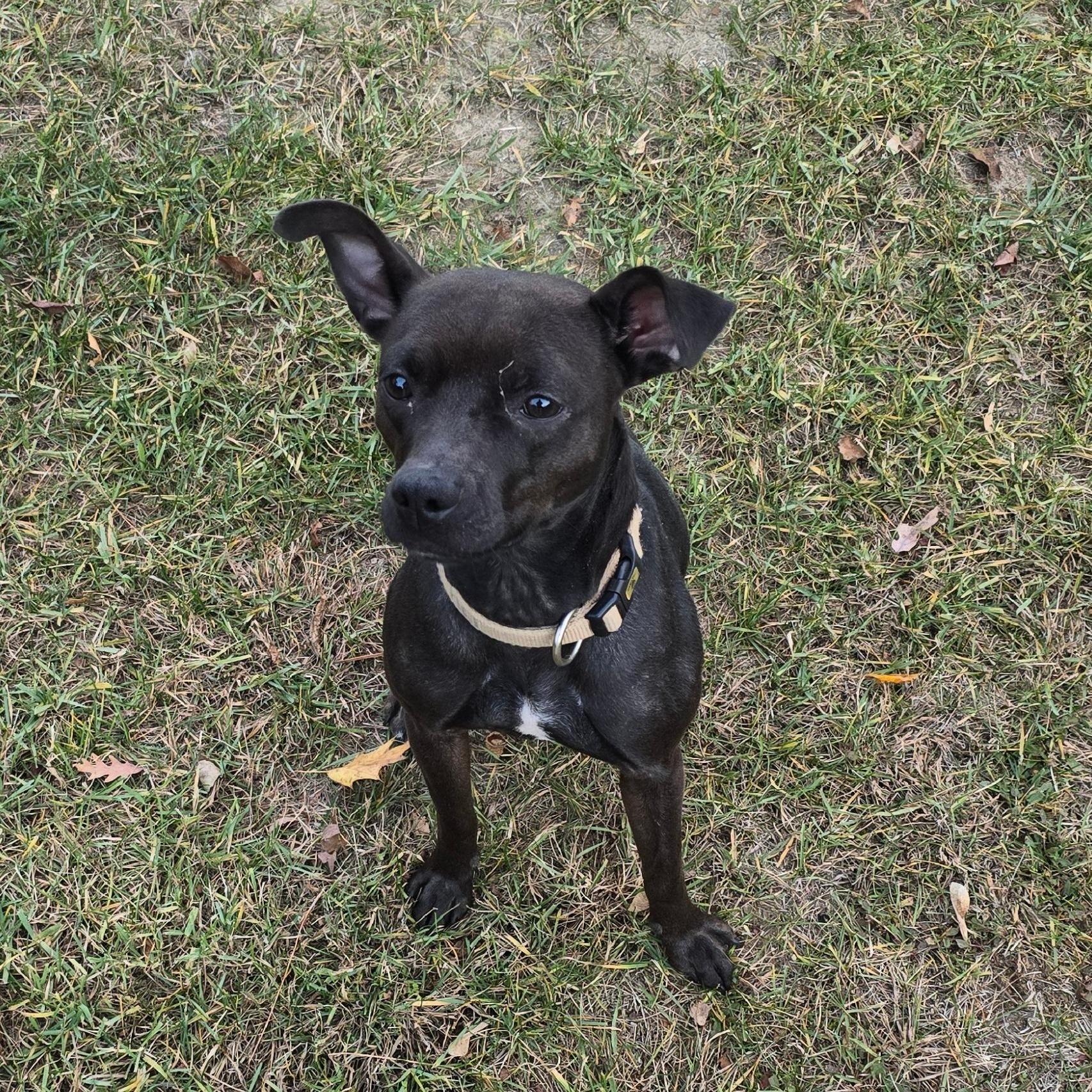 Princess, a Adoptable mixed breed in Livonia, MI image 2/3