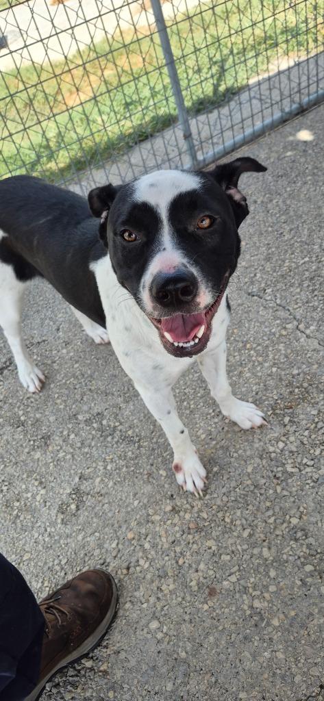 Petra, Adoptable, Young Female Pit Bull Terrier & Labrador Retriever.
