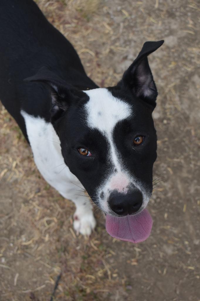 Enlarge Petra, a Adoptable mixed breed in Brownwood, TX image 2/4