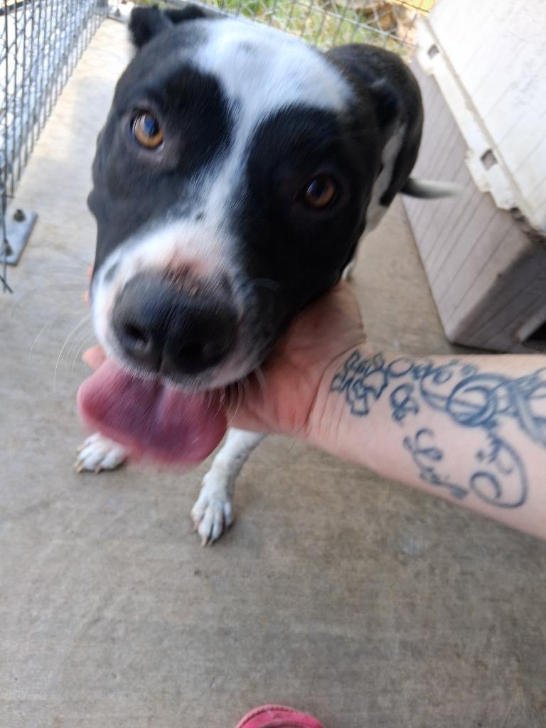 Enlarge Petra, a Adoptable mixed breed in Brownwood, TX image 3/4