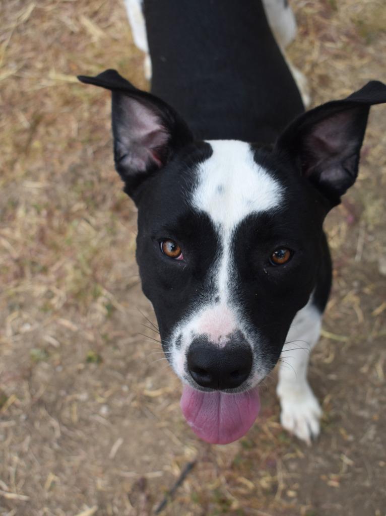 Enlarge Petra, a Adoptable mixed breed in Brownwood, TX image 4/4
