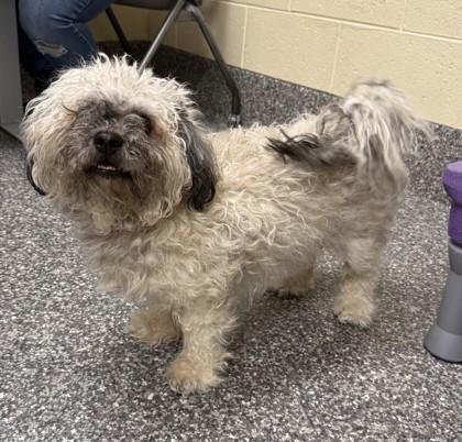 Blueberry thumbnail 3