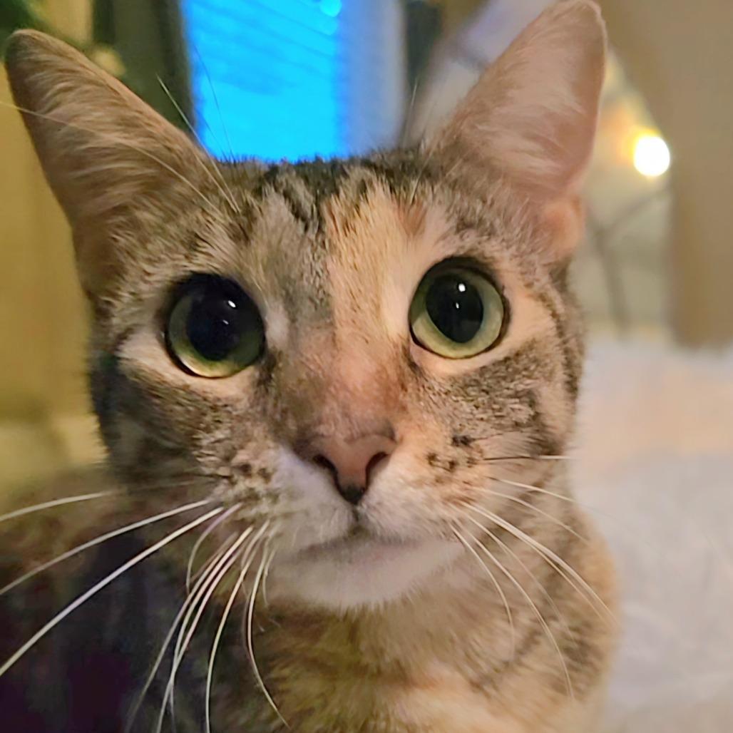 Enlarge Rhiannon, a Adoptable Domestic Short Hair in Cumming, GA image 1/1