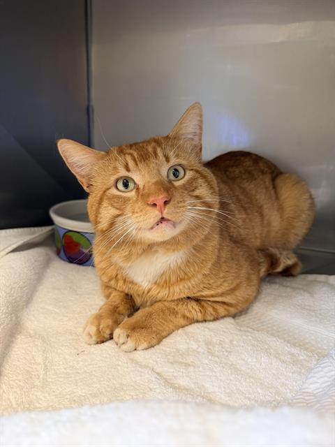 PADDINGTON*, Adoptable, Young Male Domestic Short Hair.