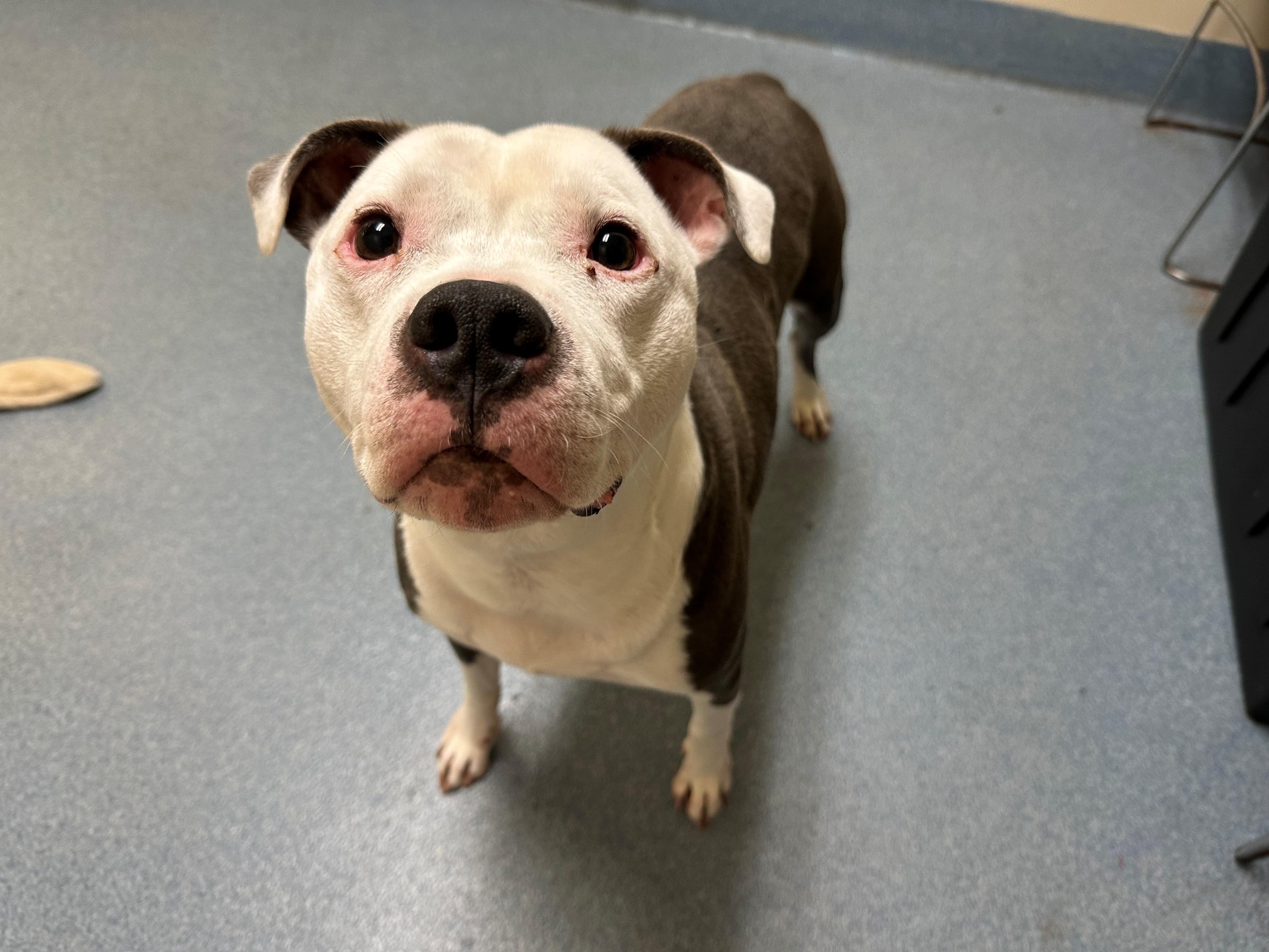 Enlarge Max, a ADOPTABLE mixed breed in Suffolk, VA image 2/3