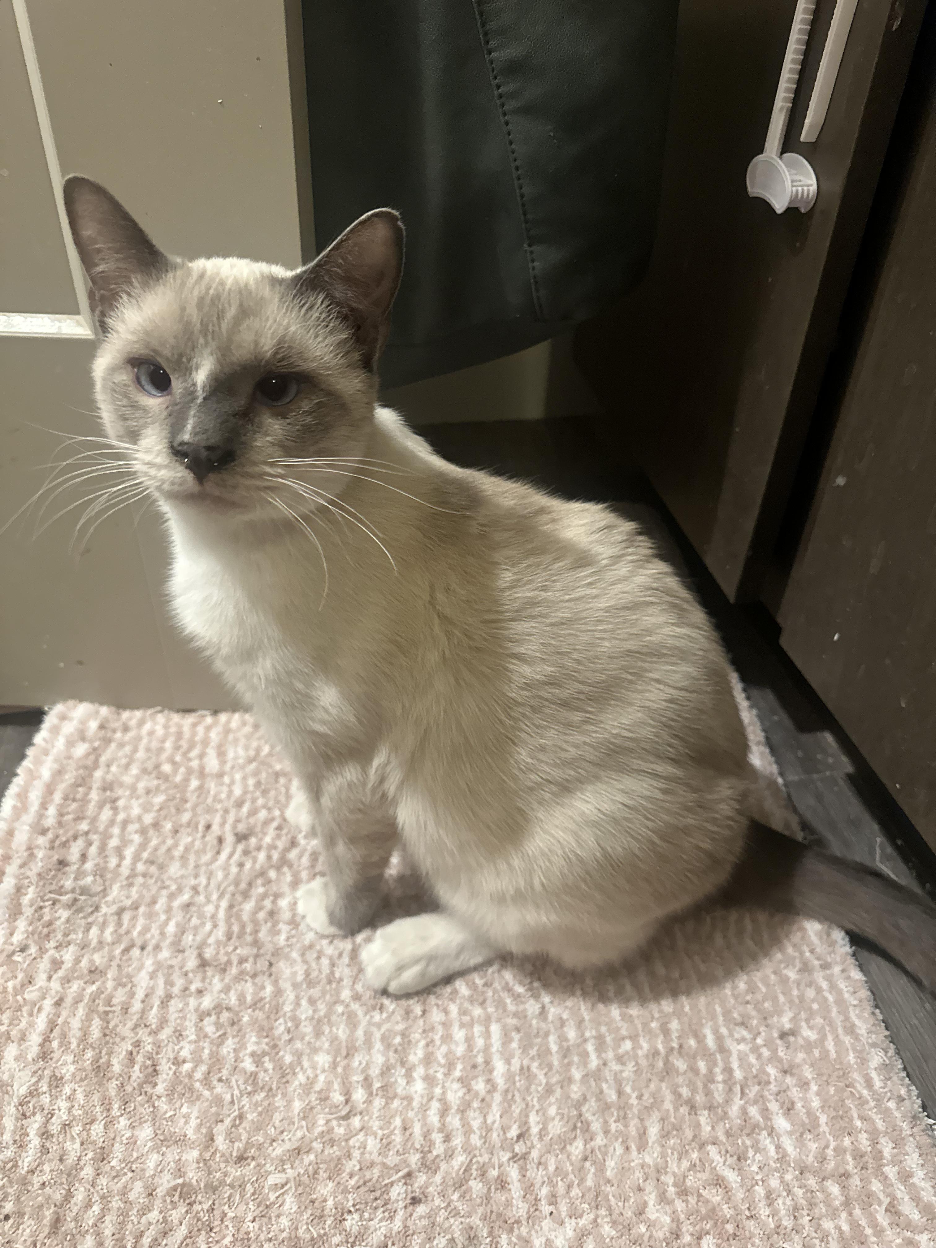 Sebastian, Adoptable, Young Male Siamese.
