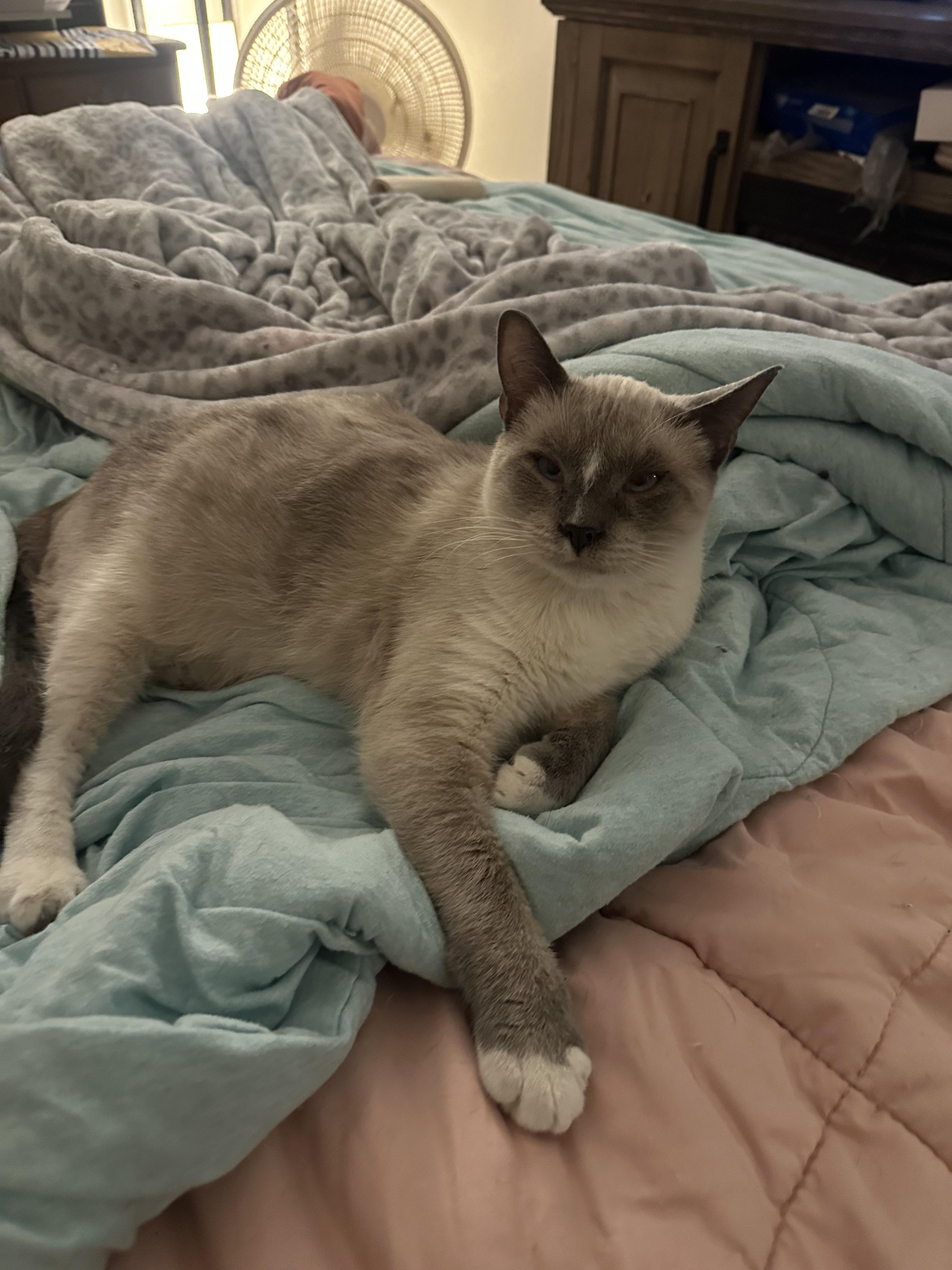 Sebastian, an adoptable Siamese in Missoula, MT, 59804 | Photo Image 3