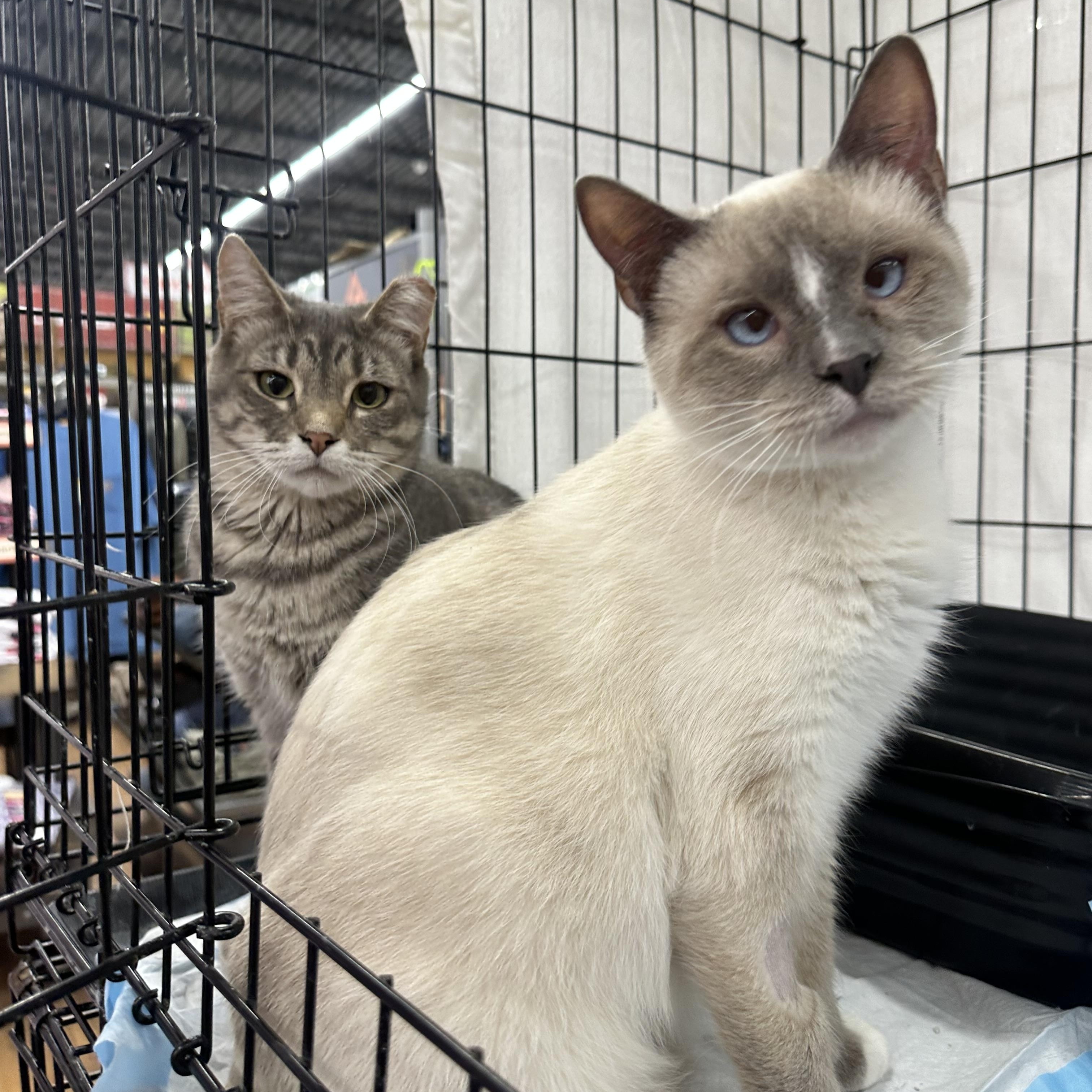 Sebastian and Silver, Young Male Siamese