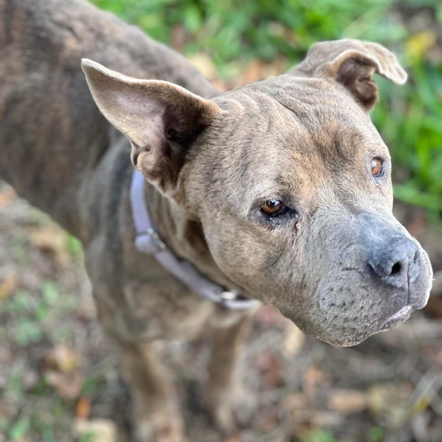 Dog for adoption Janie, an American Staffordshire Terrier in