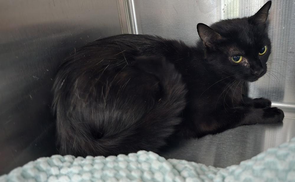 Armani, Adoptable, Adult Female Domestic Short Hair.