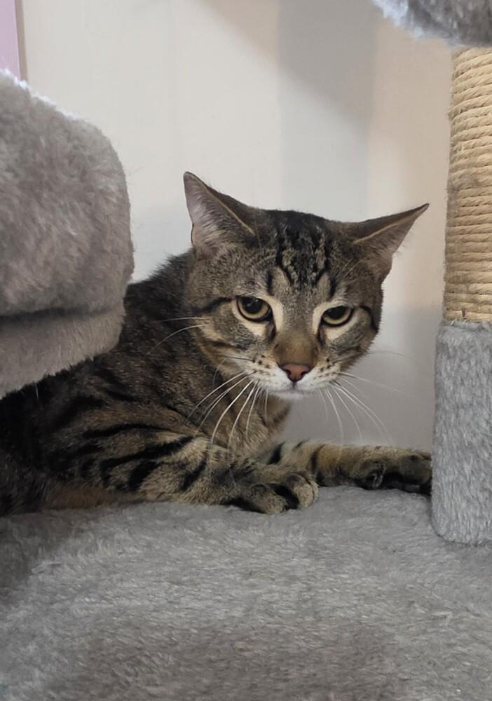 Mack, Adoptable, Kitten Male Domestic Short Hair.