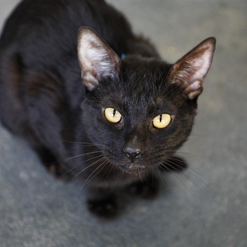 Jager, Adoptable, Adult Male Domestic Short Hair.