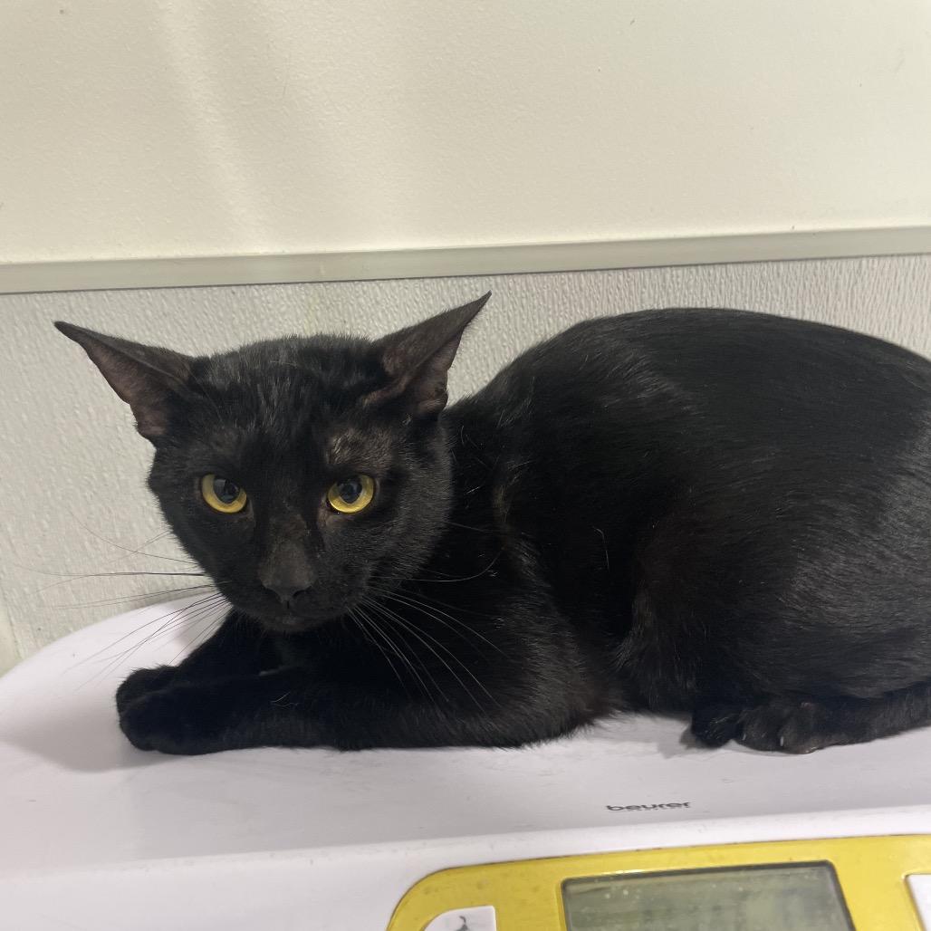 Enlarge Jager, a Adoptable Domestic Short Hair in Tampa, FL image 2/2