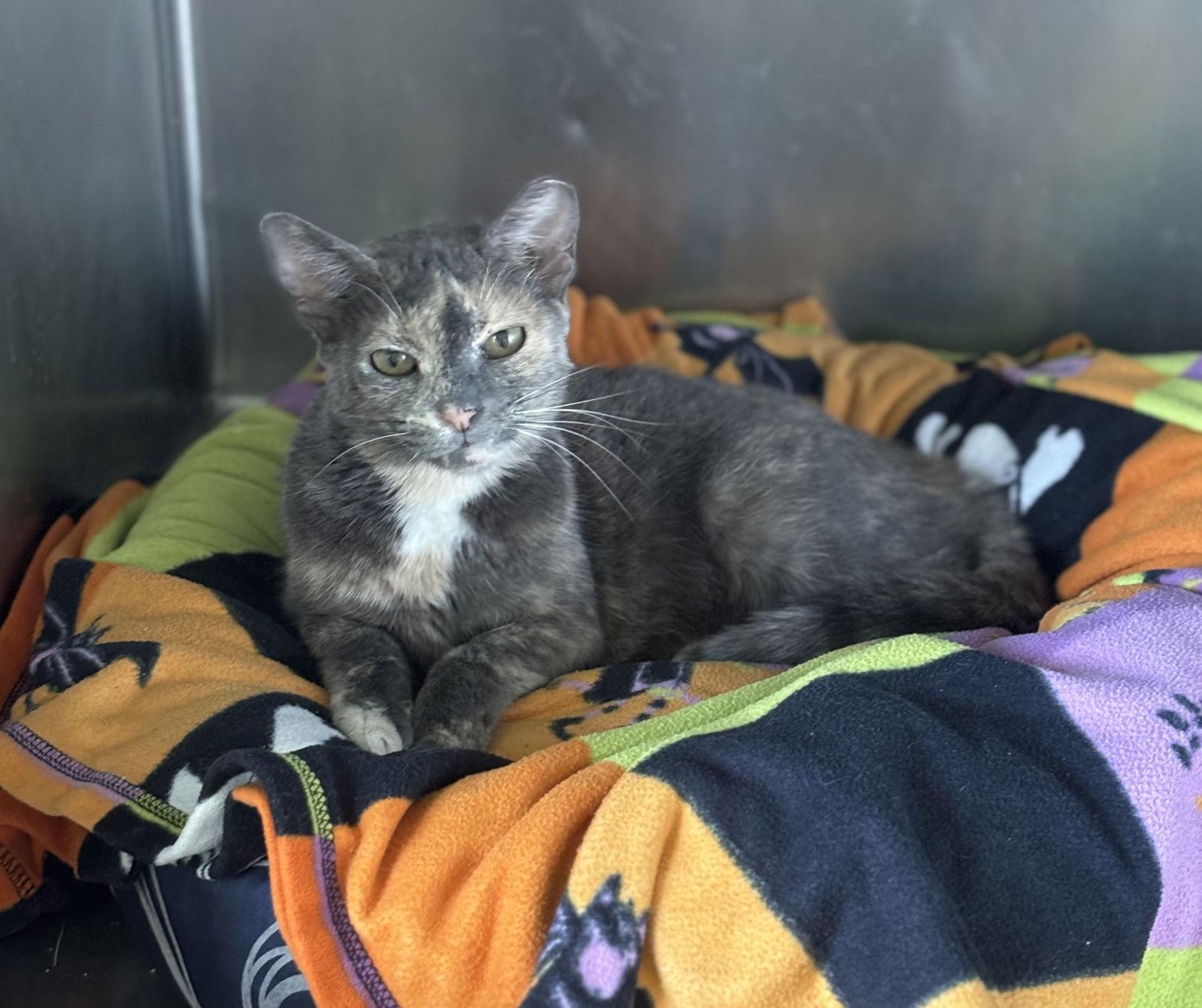 Enlarge Clover, a Adoptable mixed breed in West Palm Beach, FL image 1/6