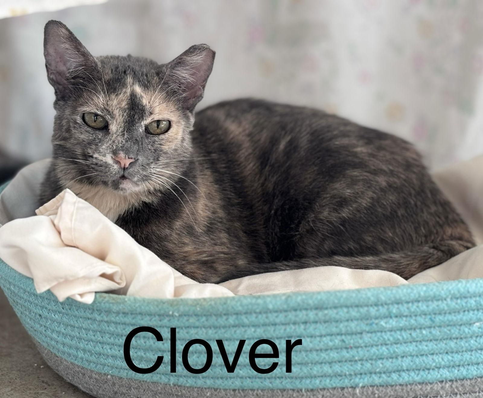 Enlarge Clover, a Adoptable mixed breed in West Palm Beach, FL image 2/6