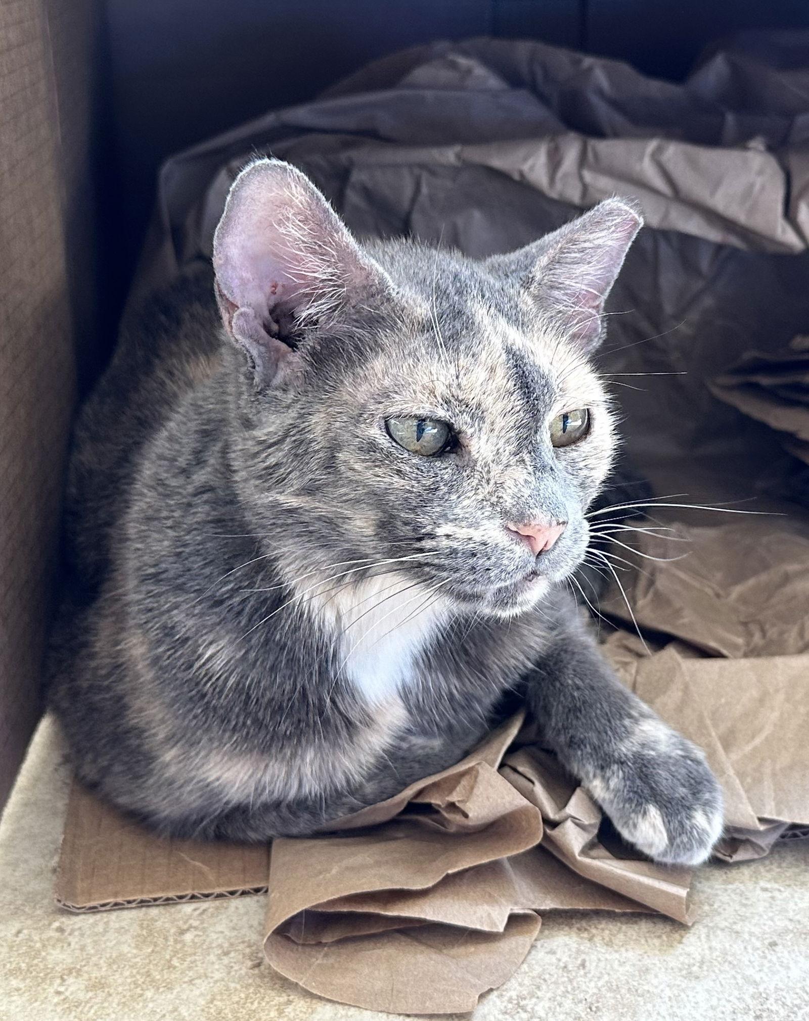 Enlarge Clover, a Adoptable mixed breed in West Palm Beach, FL image 3/6