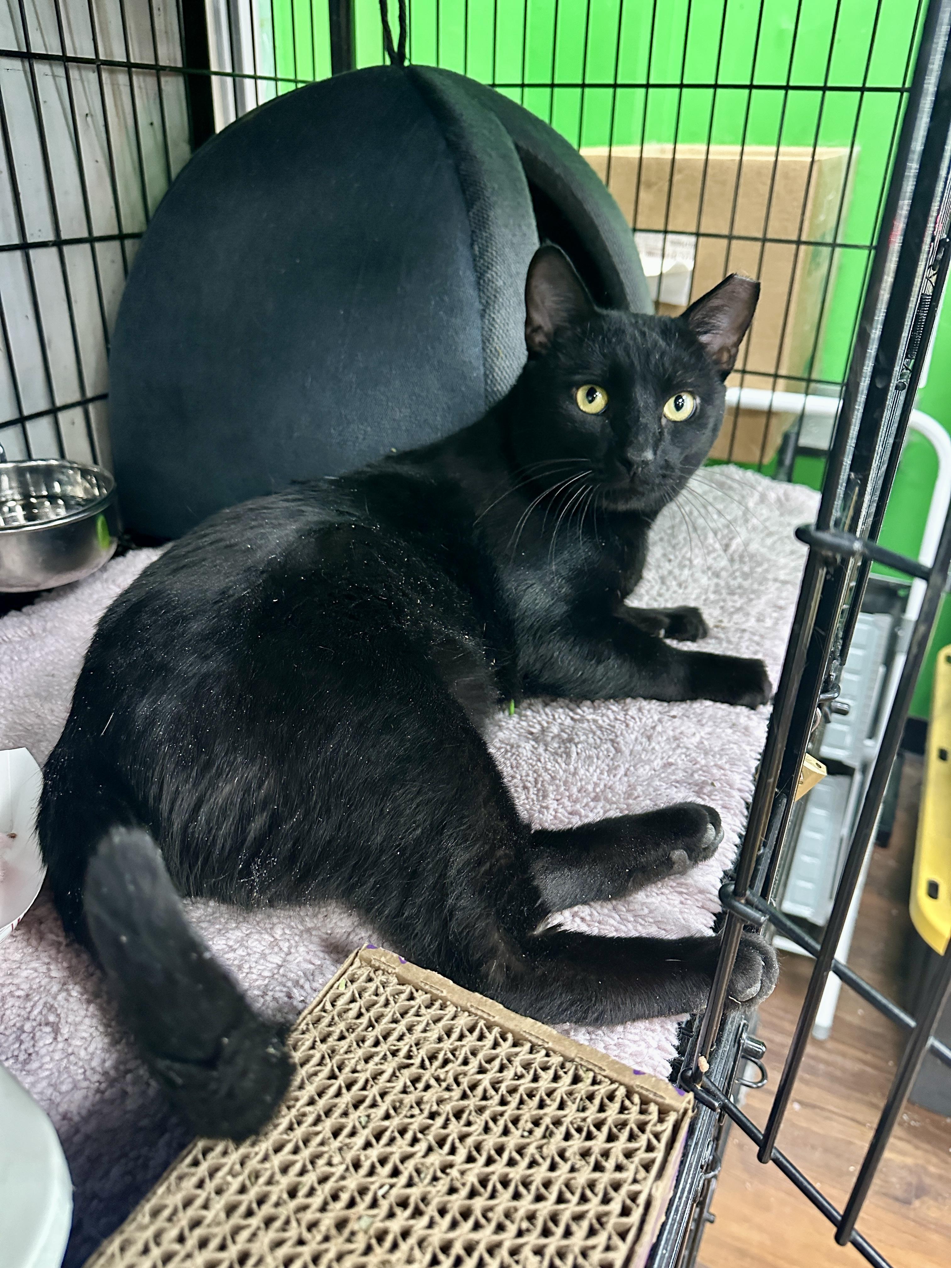 Enlarge Bagel, an adopted Domestic Short Hair in Bear, DE image 2/3