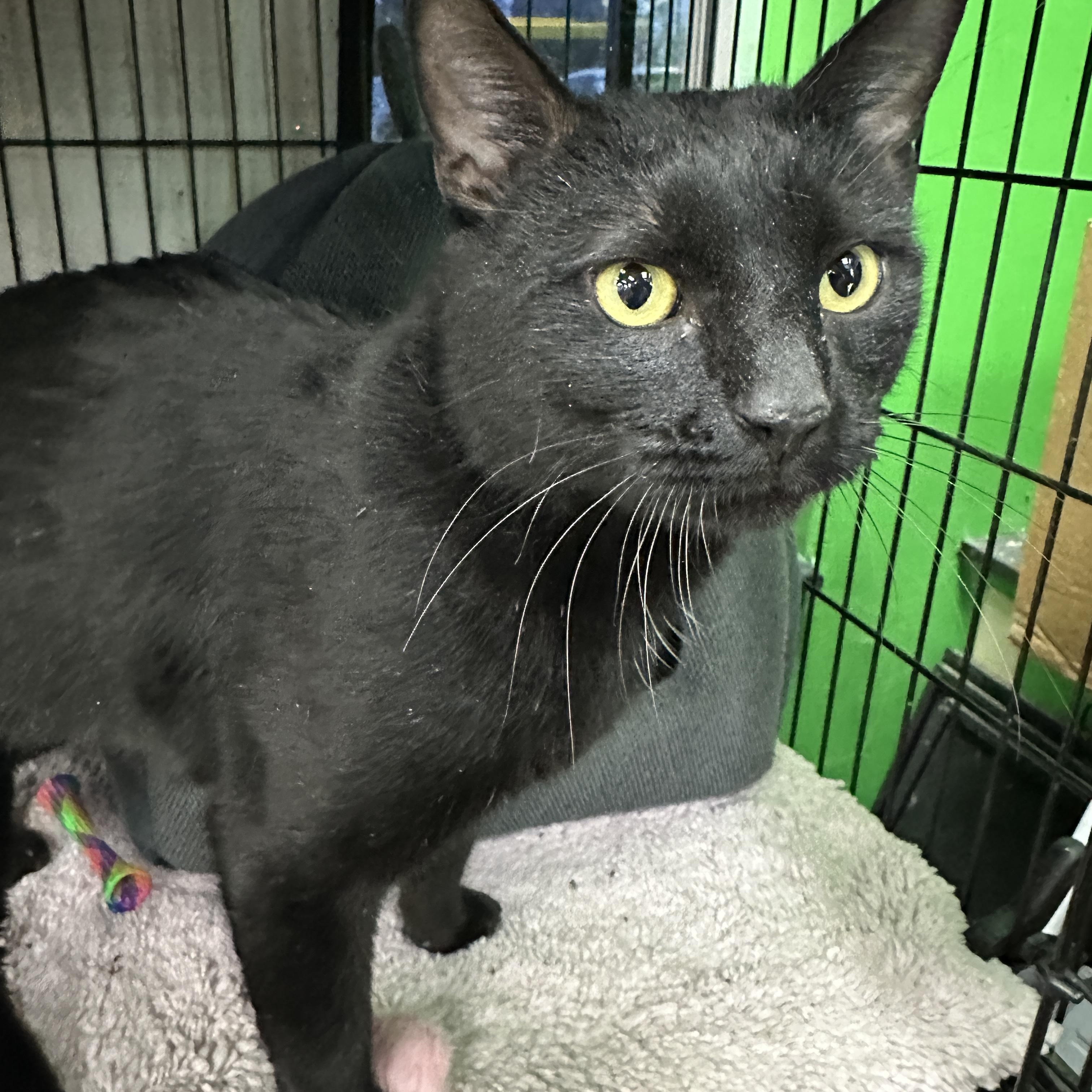 Bagel, adopted, Adult Male Domestic Short Hair.