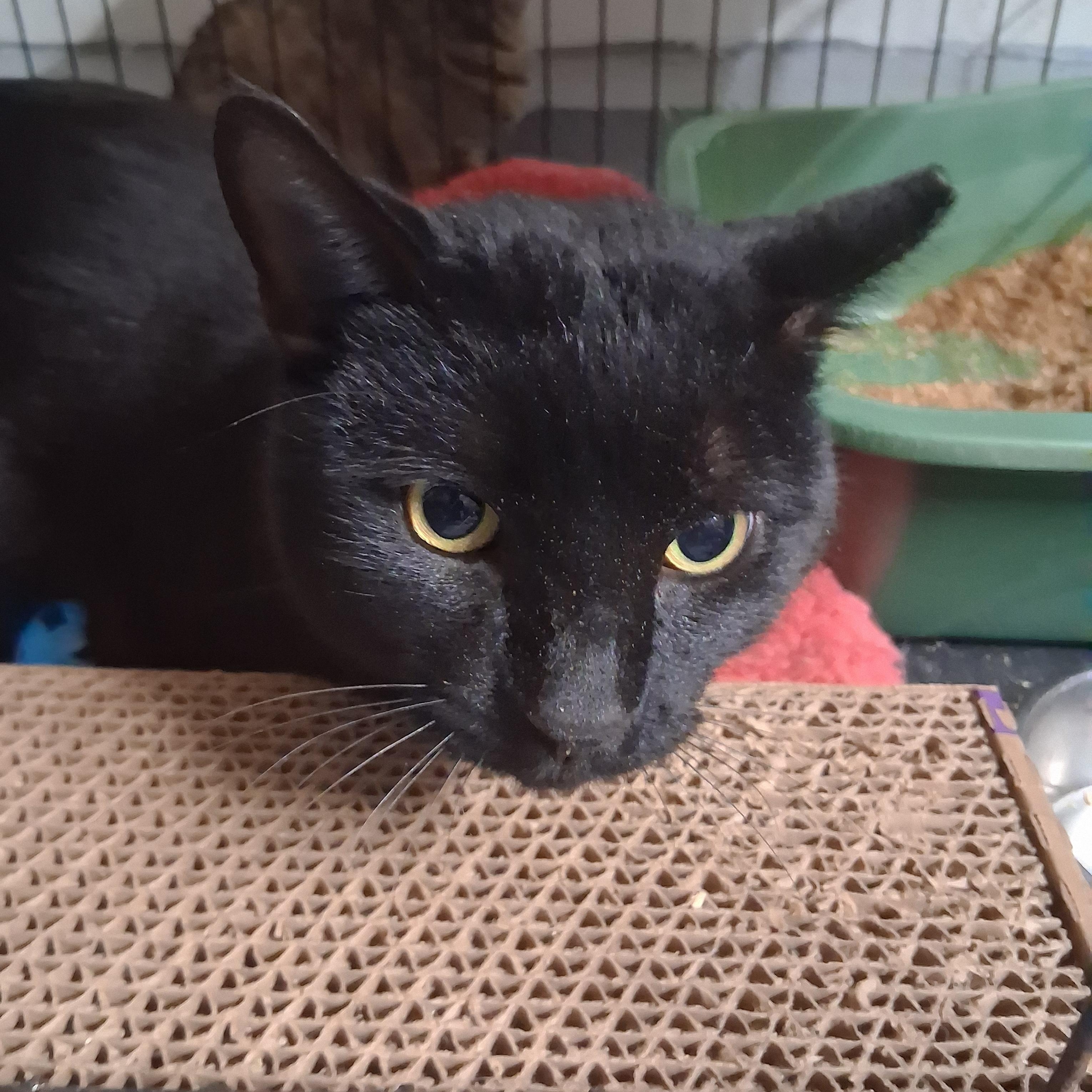 Enlarge Bagel, an adopted Domestic Short Hair in Bear, DE image 3/3