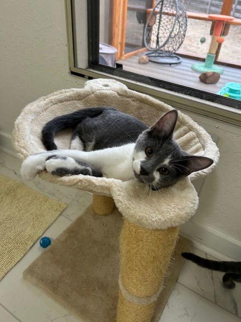 Chevy, Adoptable, Young Male Domestic Short Hair.