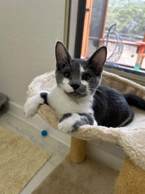 Enlarge Chevy, a Adoptable Domestic Short Hair in Dripping Springs, TX image 3/3